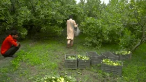 Guava Cultivation