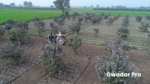 Guava Cultivation