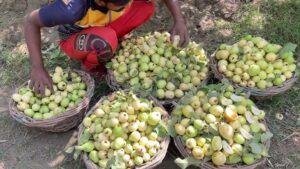 Guava Cultivation