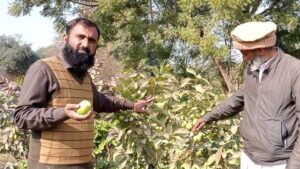 Guava Cultivation