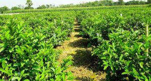 Guava Cultivation