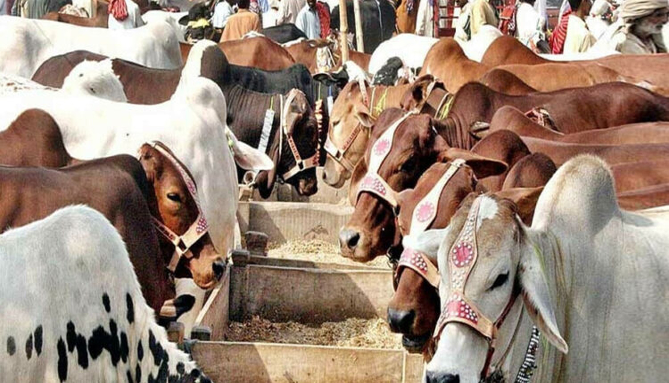 eid