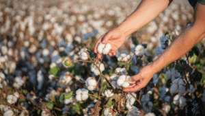 cotton Pakistan export