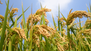 rice