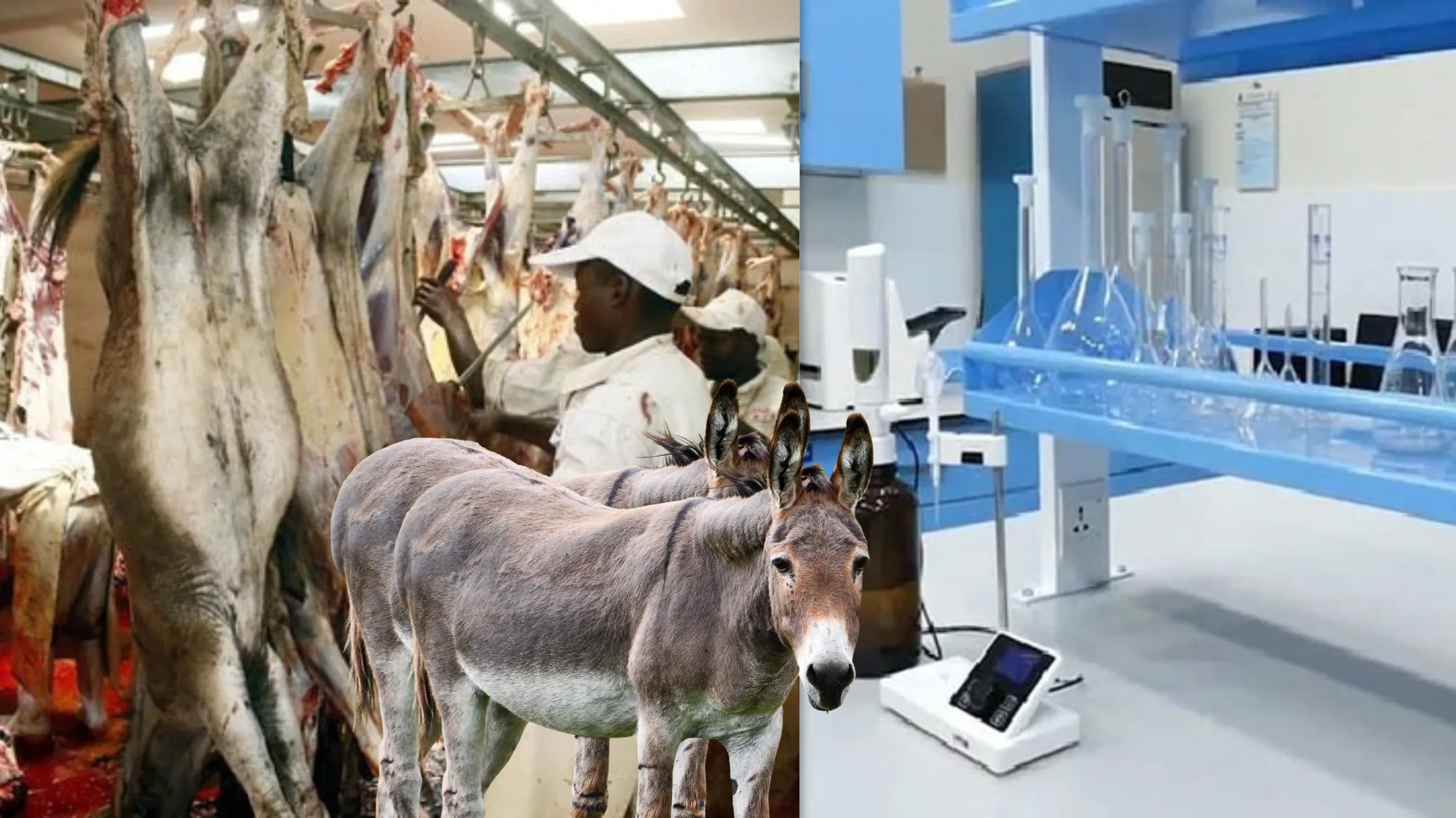 Donkey Meat Sellers Beware