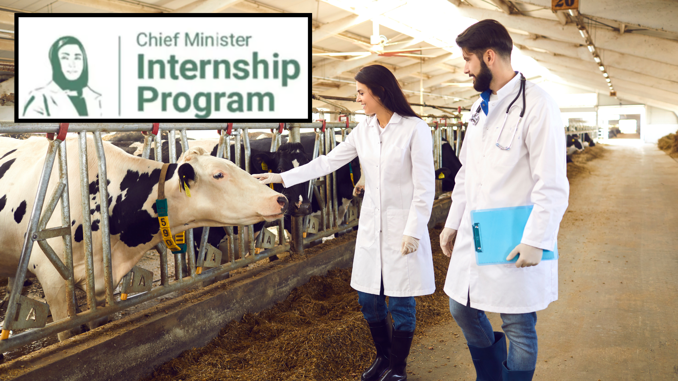 veterinary internship program