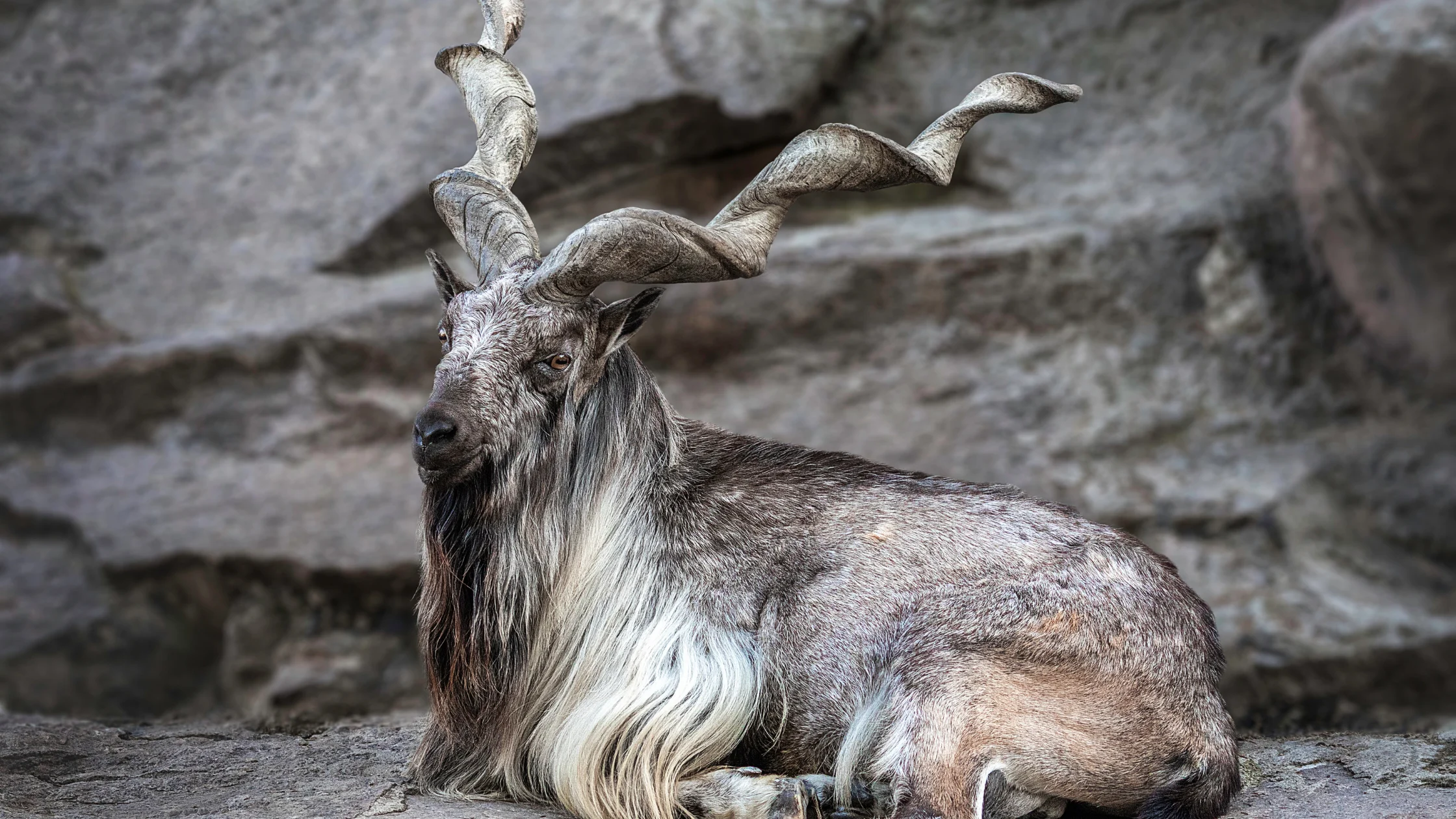 Markhor