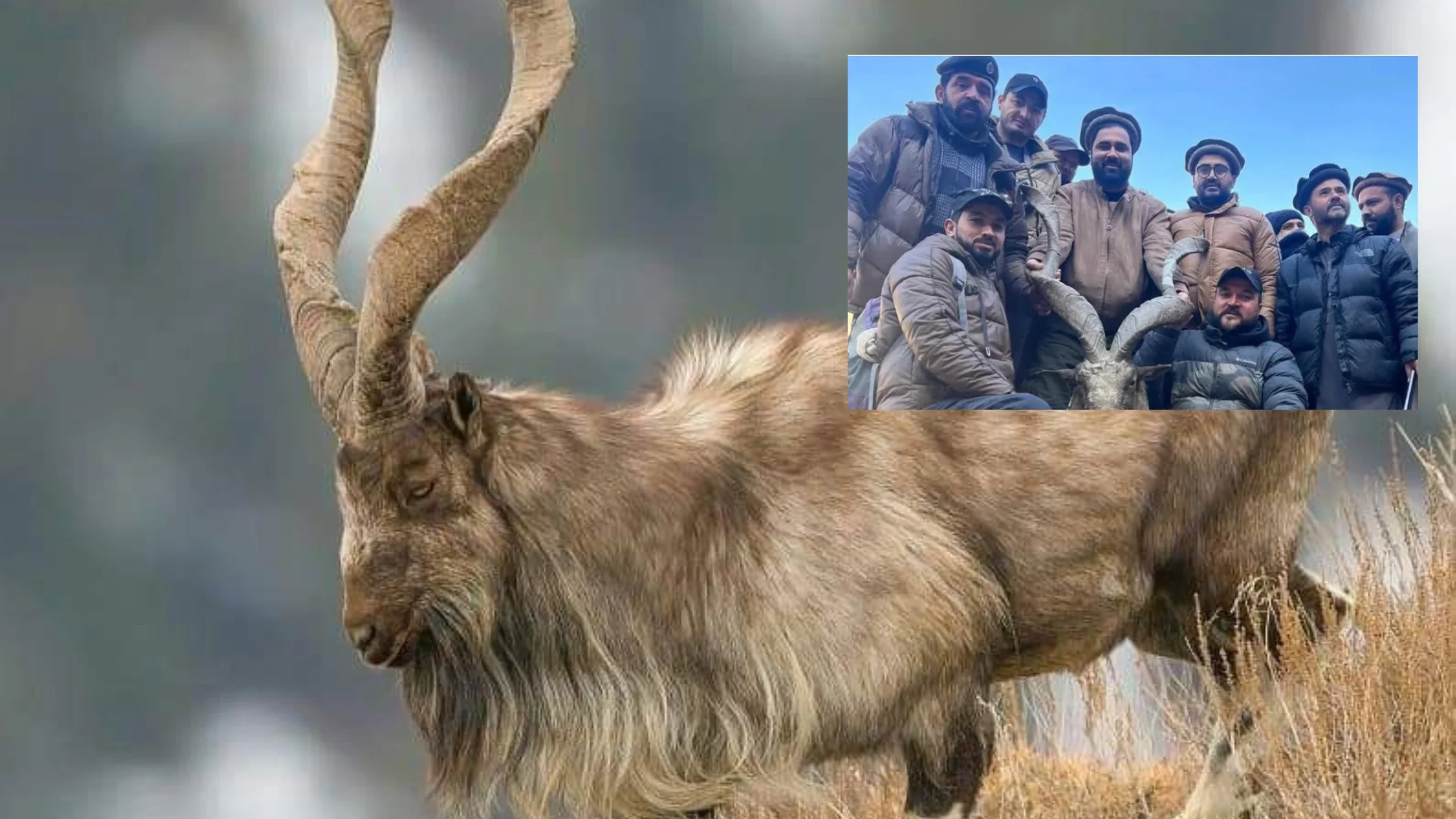 Kashmir Markhor