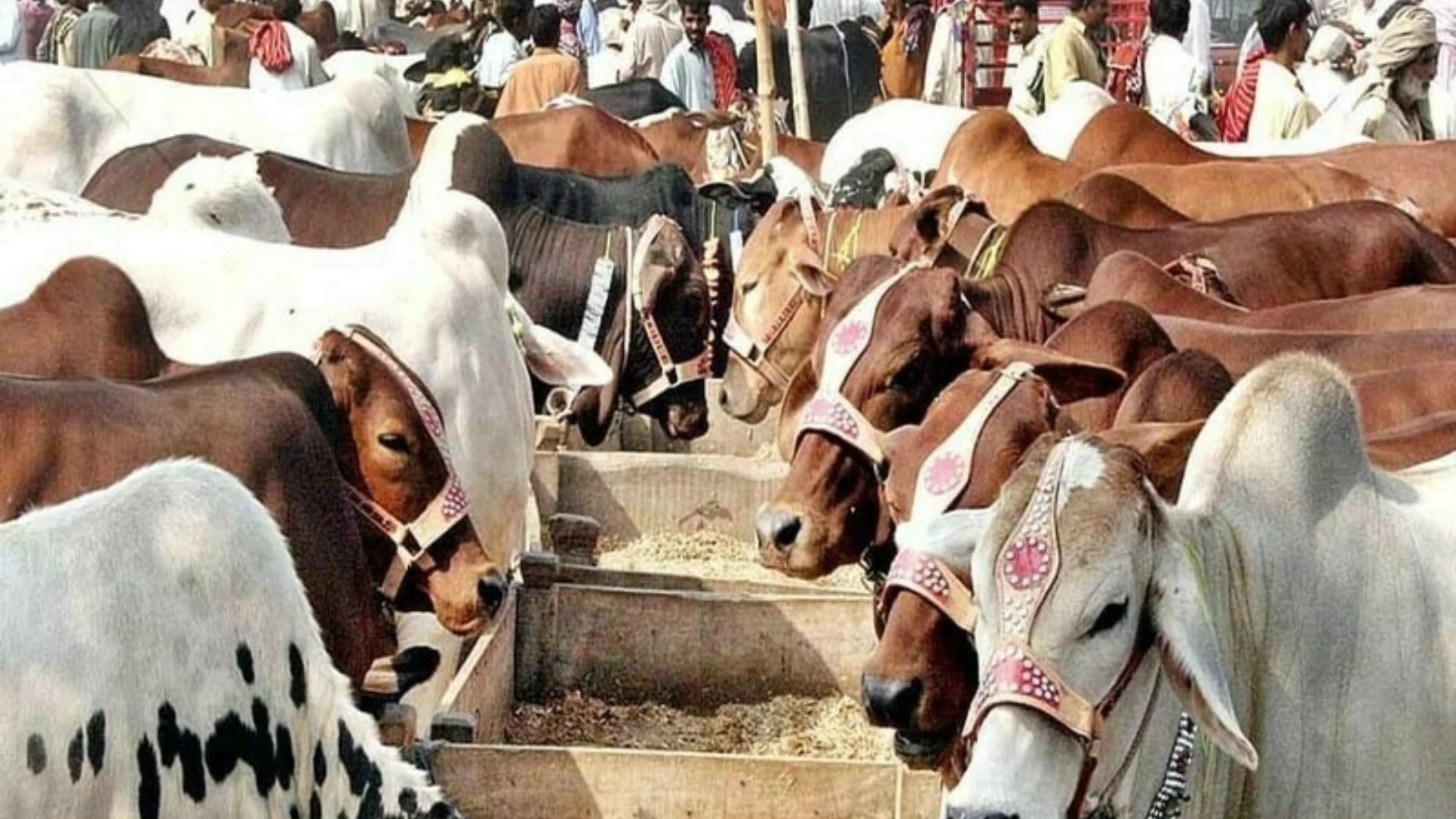 Eid-ul-Azha