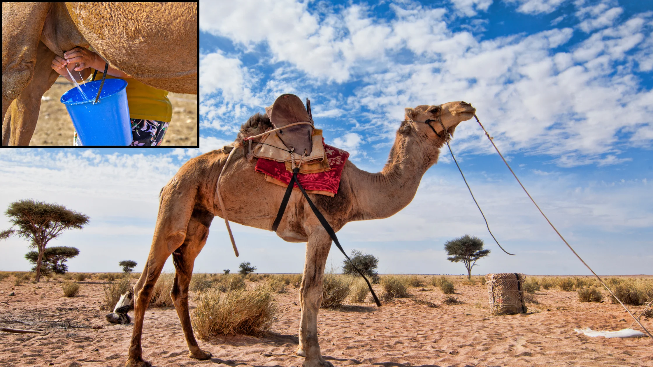 camel milk powder